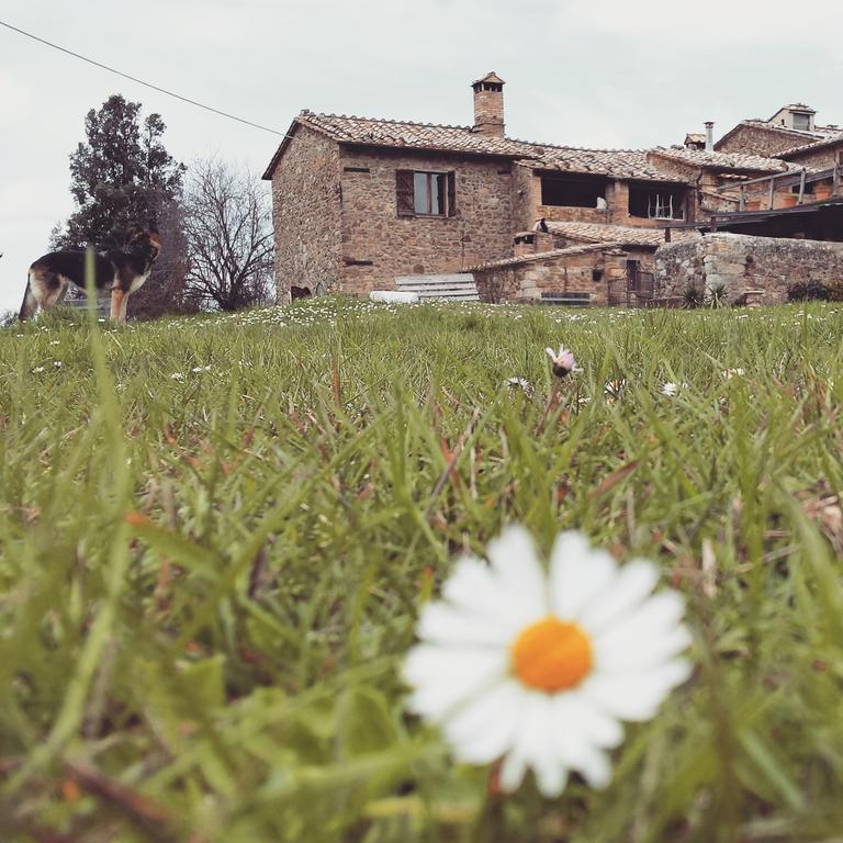Agriturismo Il Cocco Montalcino Exteriör bild