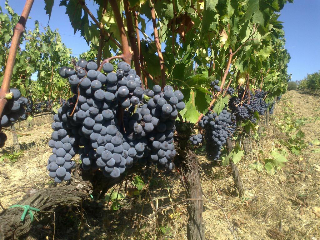 Agriturismo Il Cocco Montalcino Exteriör bild